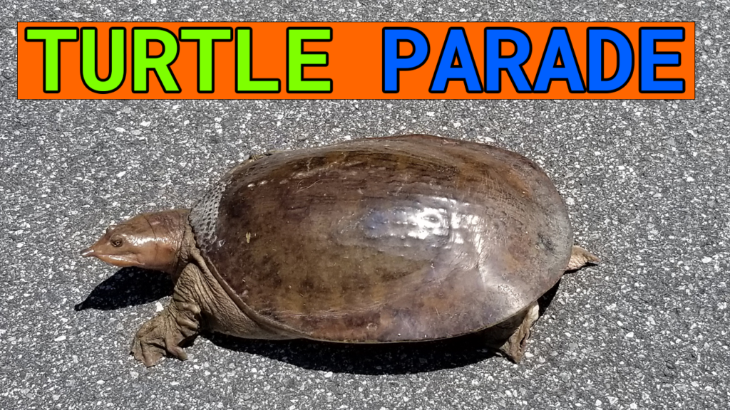 Florida Bottlenose Soft Shell Turtle RV Park | Full Time RV Life | BDR Broken Dreams Reborn